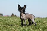 CHIEN NU CHINOIS 143